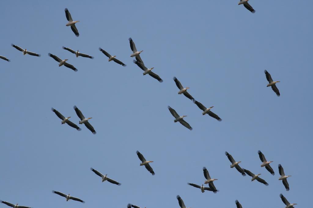 Pelican Birding Guest House Vetren  Exteriér fotografie